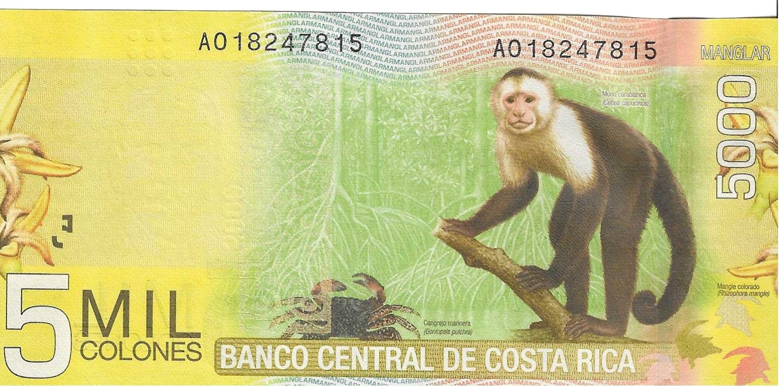 纸币 - 美洲 - 哥斯达黎加 - 276 - EBC - 2009 - 5000 colonos - Num.ref: A018247815